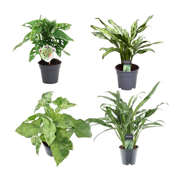 Groene mix 4 planten - 25-35 cm