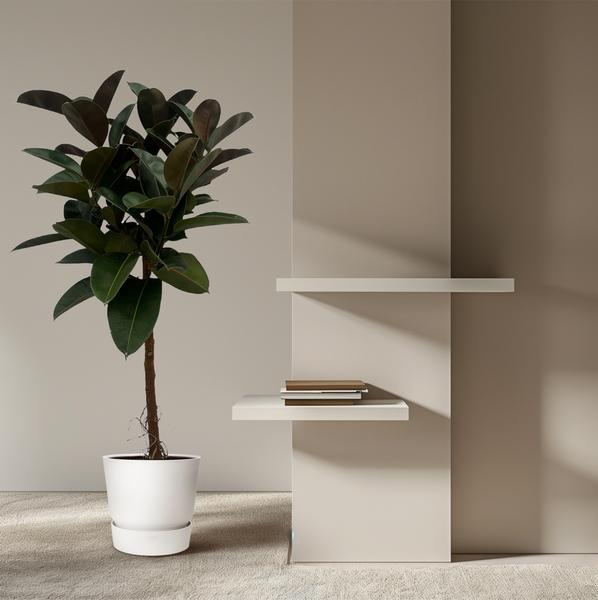 Plant + pot deals