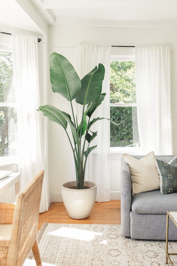 XL Kamerplanten