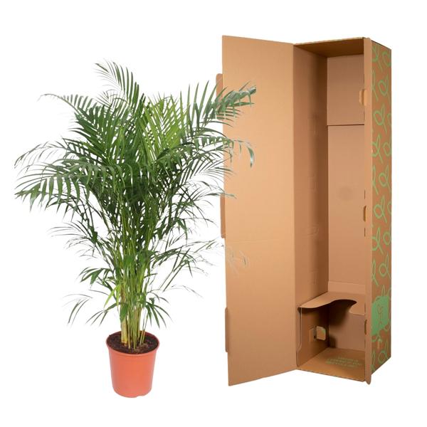 Dypsis Lutescens (Areca Palm) - 150 cm - ø30