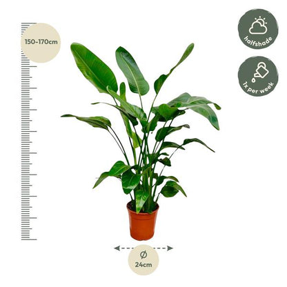 Strelitzia Nicolai
