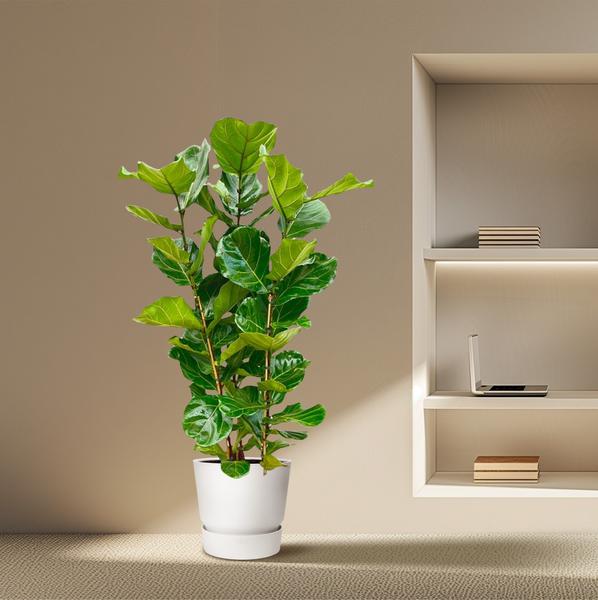 Ficus Lyrata struik - 165 cm - Ø30