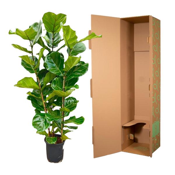 Ficus Lyrata struik - 165 cm - Ø30