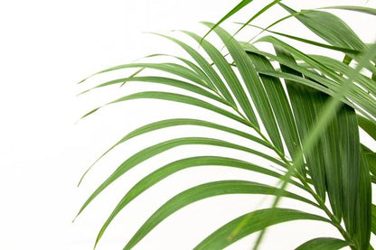 Kentia palm - 160cm - Ø24