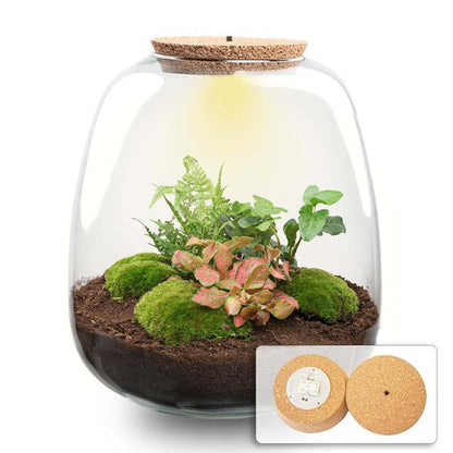 Plant terrarium - Emma - DIY kit - ↑ 25 cm - Ø 23 cm - Hedera Red + LED