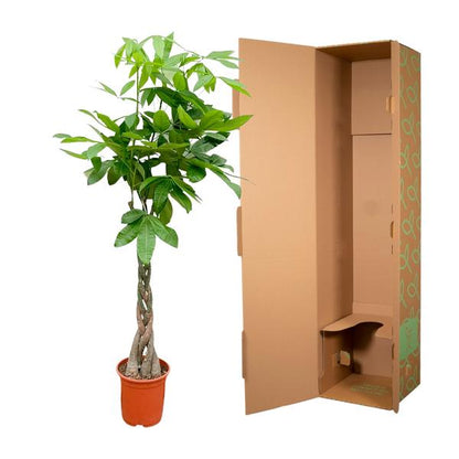 Pachira Aquatica - 150cm - ø27