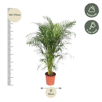 Dypsis Lutescens (Areca Palm) - 150 cm - ø30