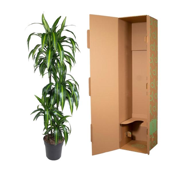 Dracaena Hawaiiana - 180 cm - ø24