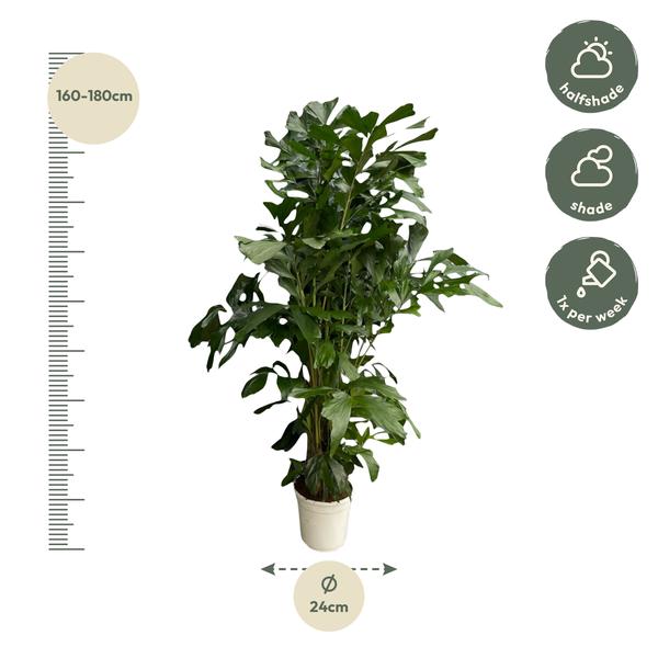 Caryota Mitis - 180 cm - Ø24