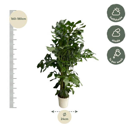 Caryota Mitis - 180 cm - Ø24