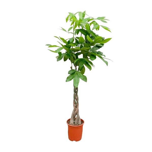 Pachira Aquatica - 150cm - ø27