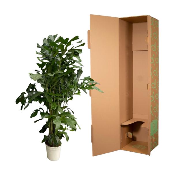 Caryota Mitis - 180 cm - Ø24