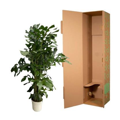 Caryota Mitis - 180 cm - Ø24