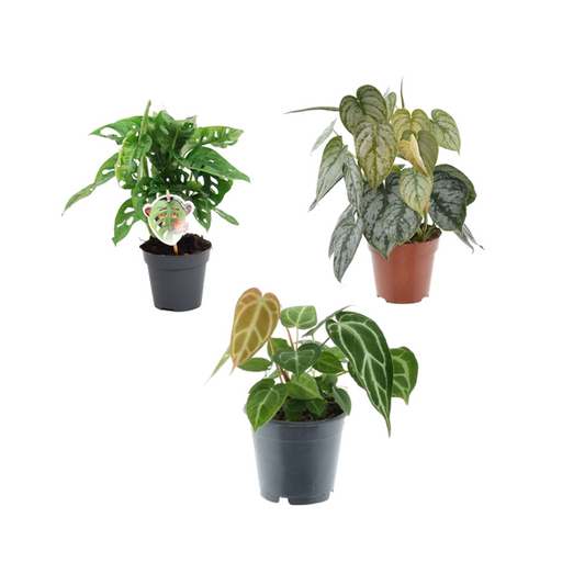 Groene mix 3 planten - 25-35 cm - ø12