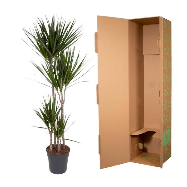 Dracaena Marginata - 160 cm - ø27