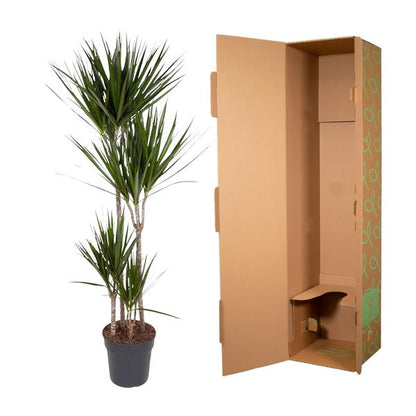 Dracaena Marginata - 160 cm - ø27