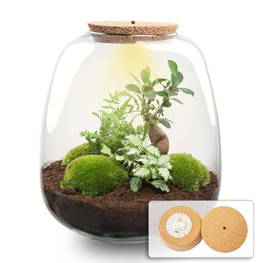 Plant terrarium - Emma - DIY kit - ↑ 25 cm - Ø 23 cm - Bonsai White + LED