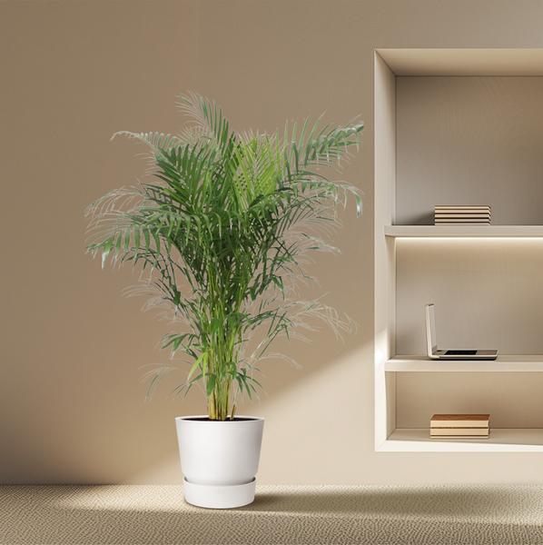 Dypsis Lutescens (Areca Palm) - 150 cm - ø30
