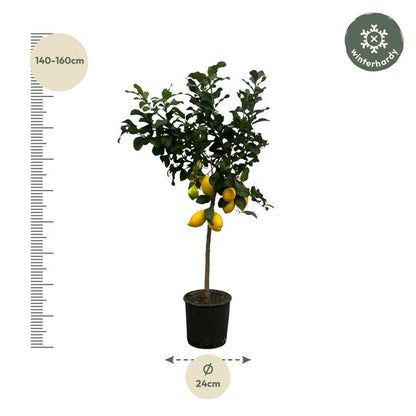 Citrus Lemon (Citroenboom) - 150 cm - Ø24cm