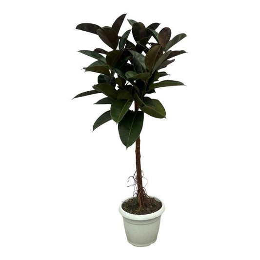 Ficus Elastica Robusta stam - 140 cm - Ø27cm