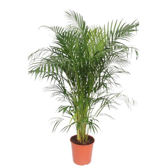 Dypsis Lutescens (Areca Palm) - 150 cm - ø30