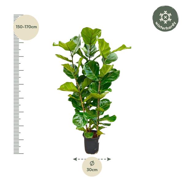 Ficus Lyrata struik - 165 cm - Ø30