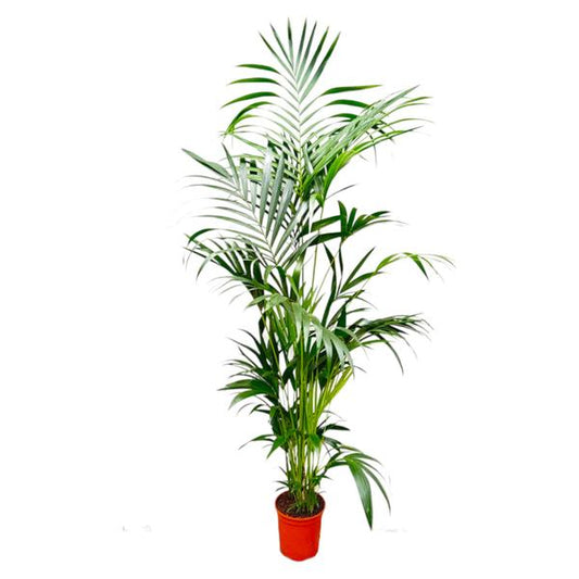 Kentia Palm - 200 cm - ø24