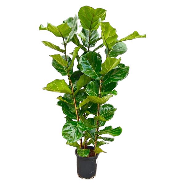 Ficus Lyrata struik - 165 cm - Ø30