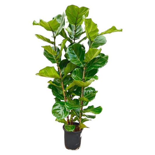 Ficus Lyrata struik - 165 cm - Ø30