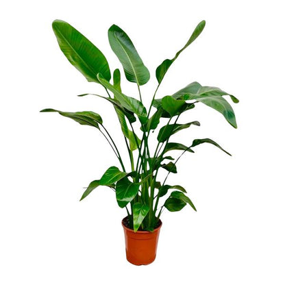Strelitzia Nicolai
