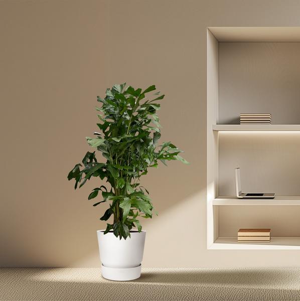 Caryota Mitis - 180 cm - Ø24