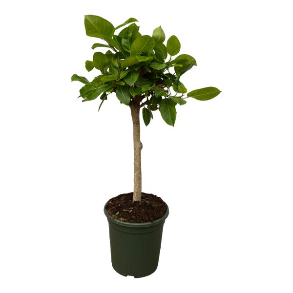 Ficus Altissimo variegata - 150 cm - Ø33cm