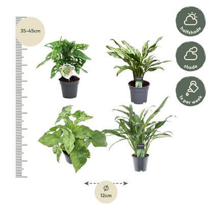 Groene mix 4 planten - 25-35 cm