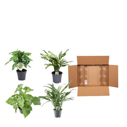Groene mix 4 planten - 25-35 cm