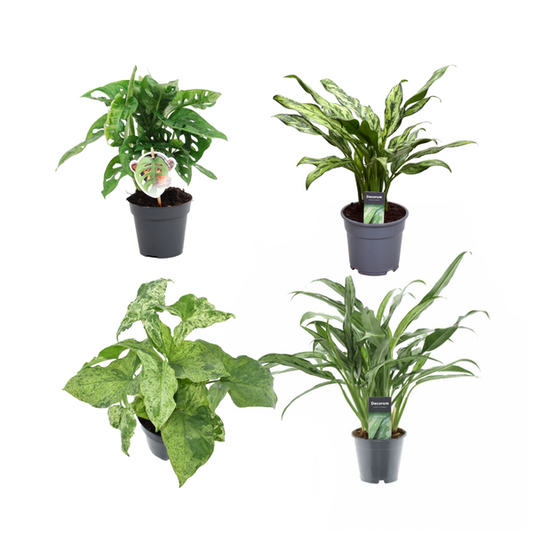 Groene mix 4 planten - 25-35 cm