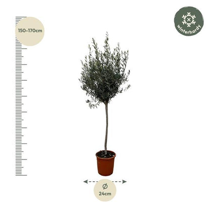 Olea Europaea op stam - 160cm- Ø24