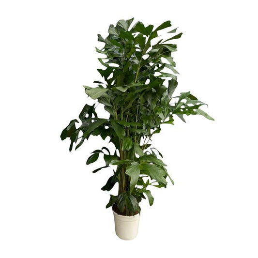Caryota Mitis - 180 cm - Ø24