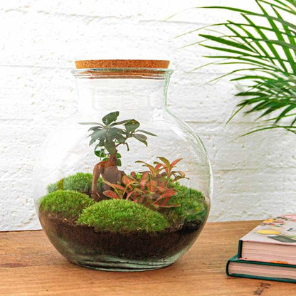 DIY terrarium - Teddy bonsai - ↕ 26,5 cm - Rake + Shovel
