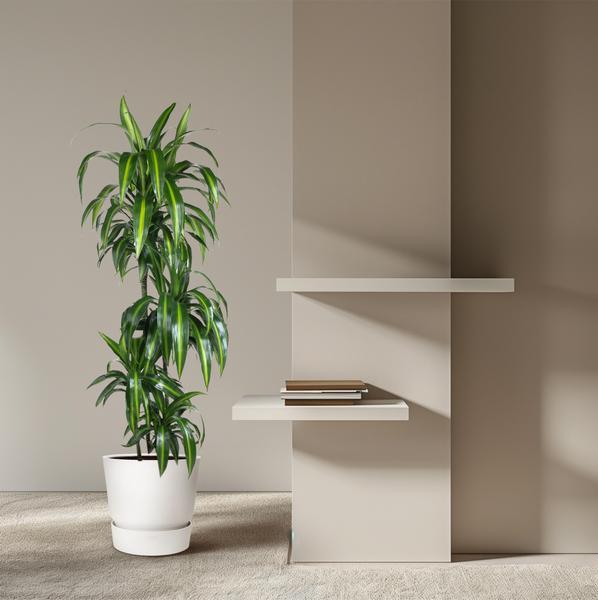 Dracaena Hawaiiana - 180 cm - ø24