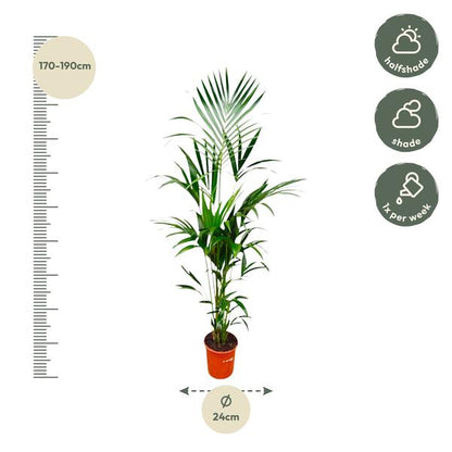 Kentia palm - 180cm - ⌀24